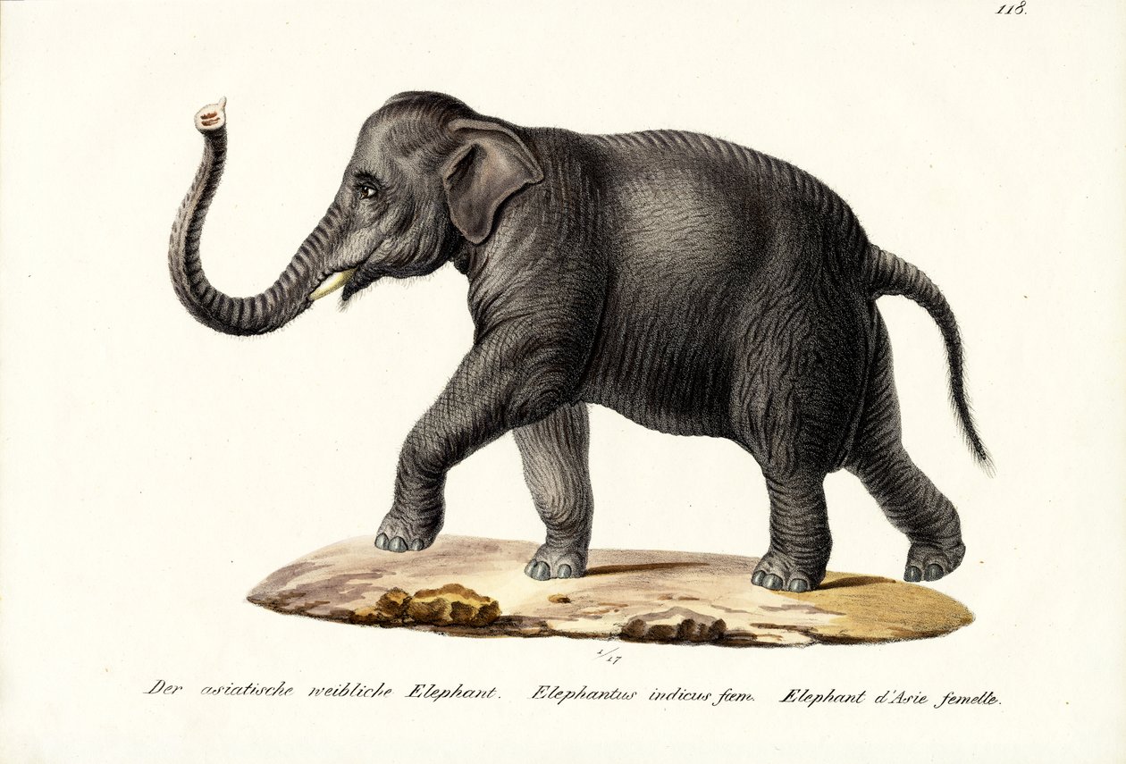 Elefante indio, 1824 de Karl Joseph Brodtmann
