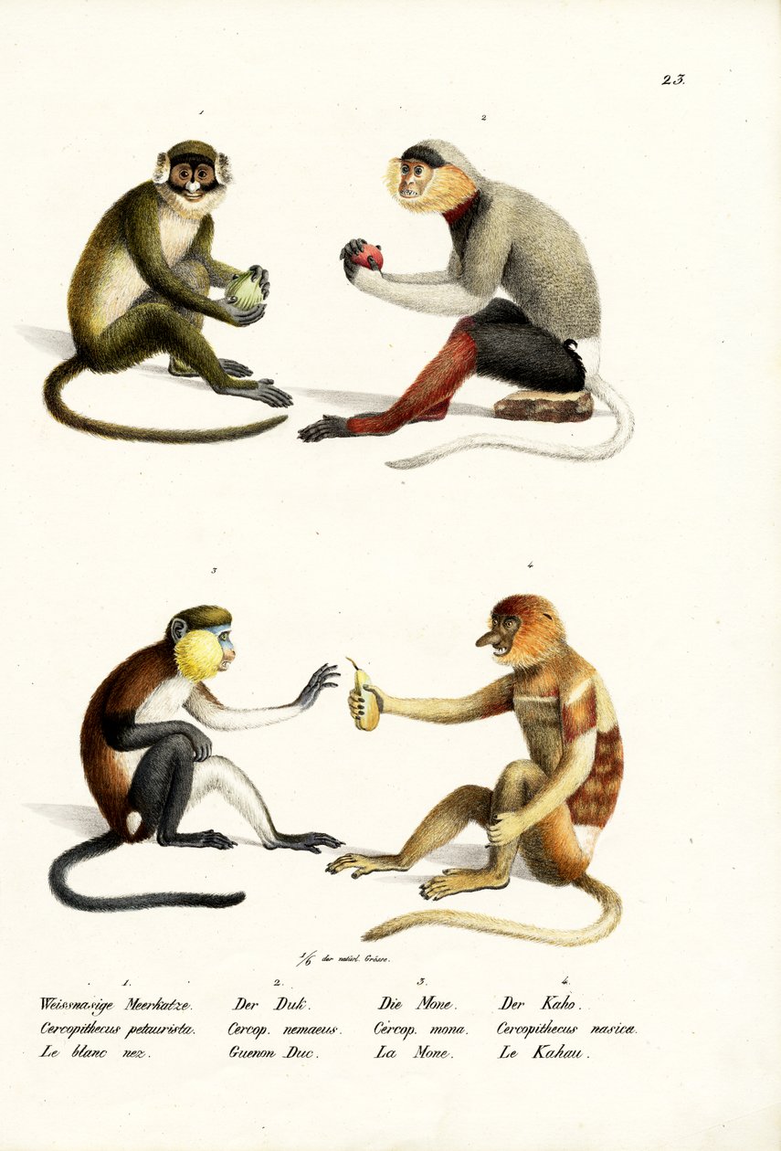 Mono de nariz blanca menor, 1824 de Karl Joseph Brodtmann