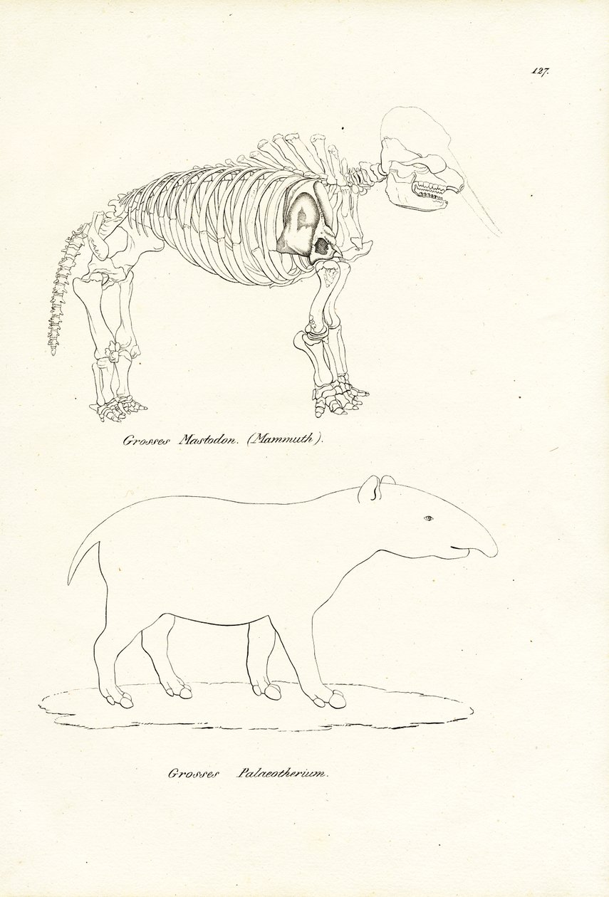 Mastodonte, 1824 de Karl Joseph Brodtmann