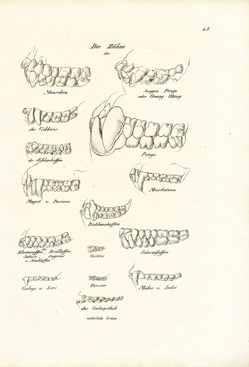 Dientes de mono, 1824 de Karl Joseph Brodtmann