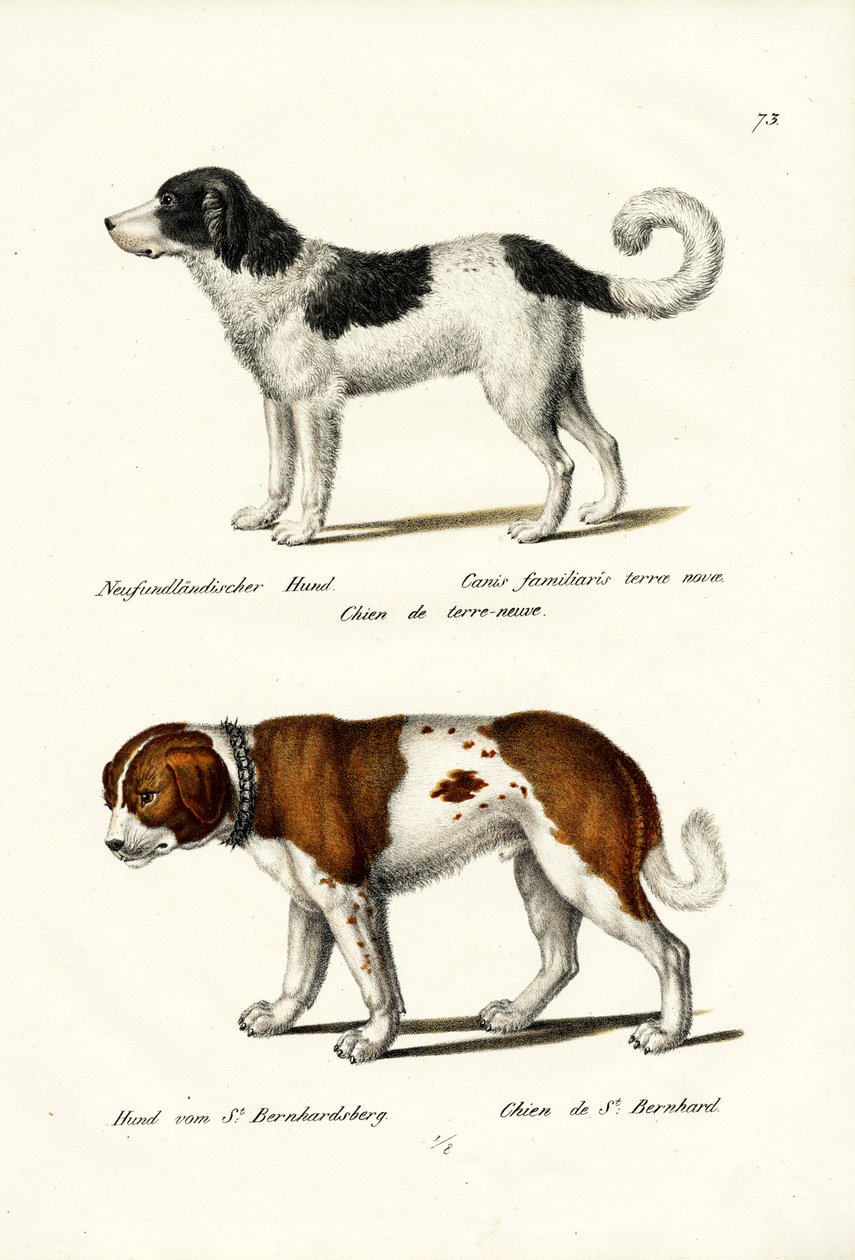 Perro de Terranova, 1824 de Karl Joseph Brodtmann