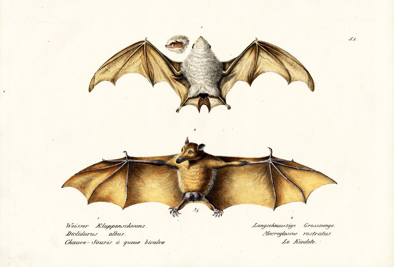Murciélago fantasma del norte, 1824 de Karl Joseph Brodtmann