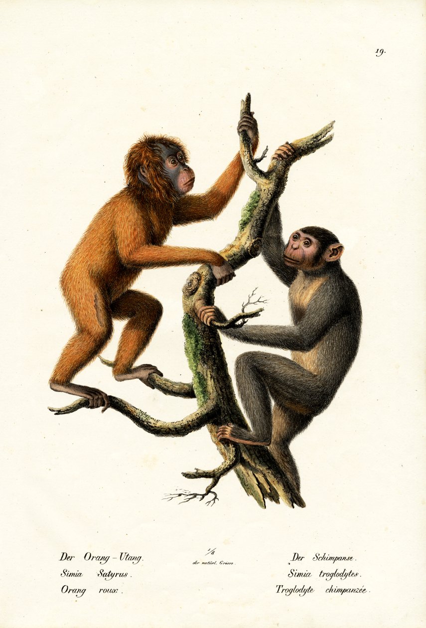 Orangután, 1824 de Karl Joseph Brodtmann