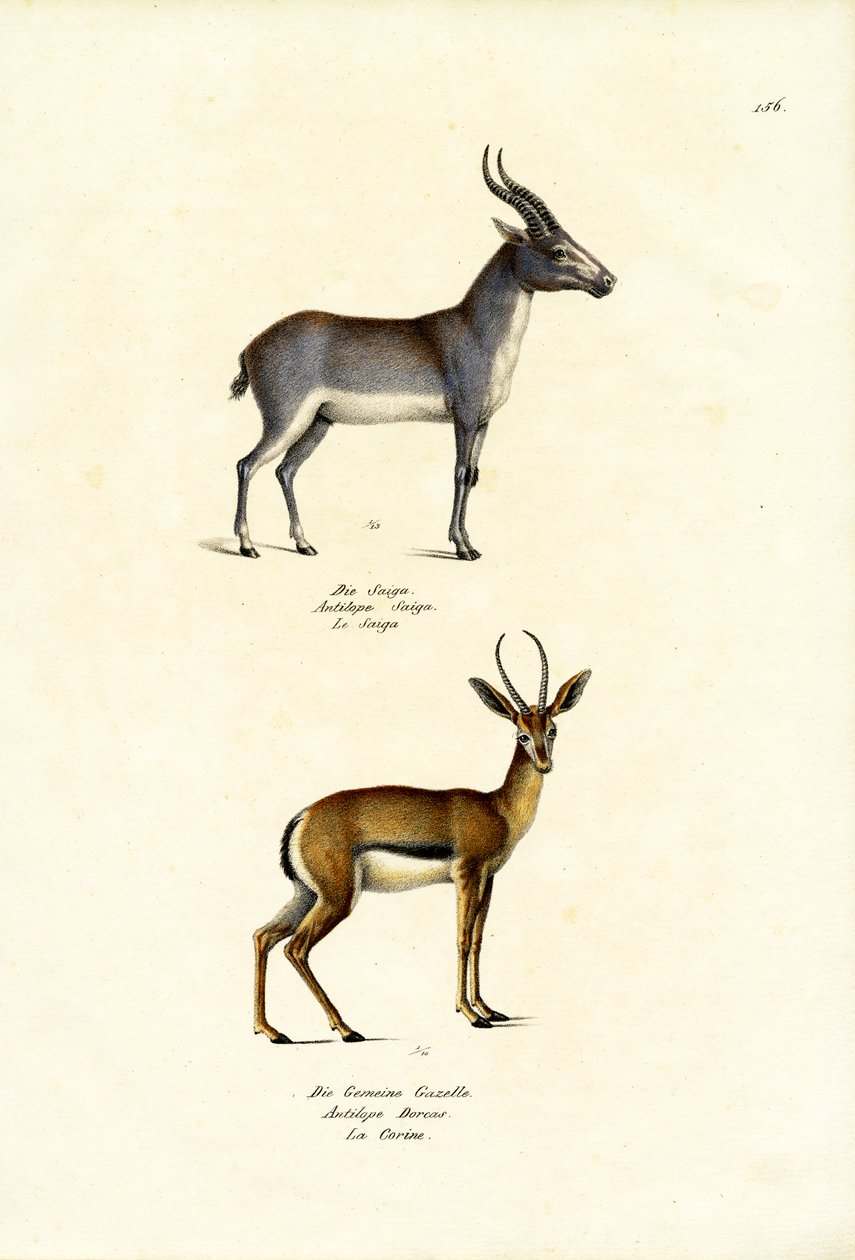 Antílope Saiga, 1824 de Karl Joseph Brodtmann
