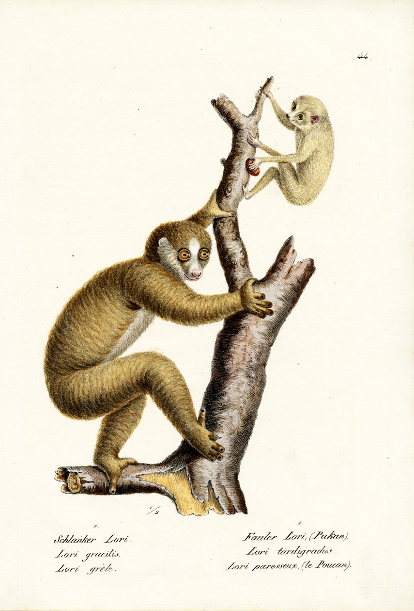 Loris delgado, 1824 de Karl Joseph Brodtmann