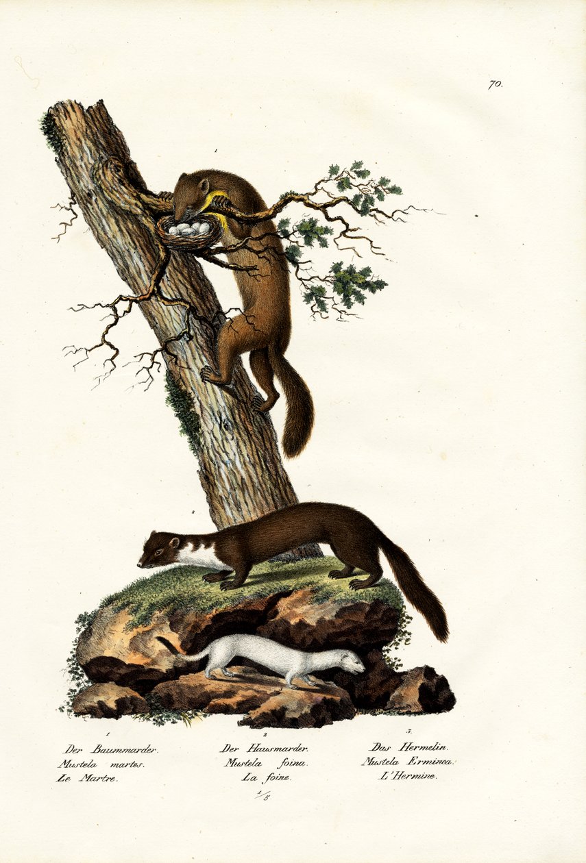 Martín dulce, 1824 de Karl Joseph Brodtmann