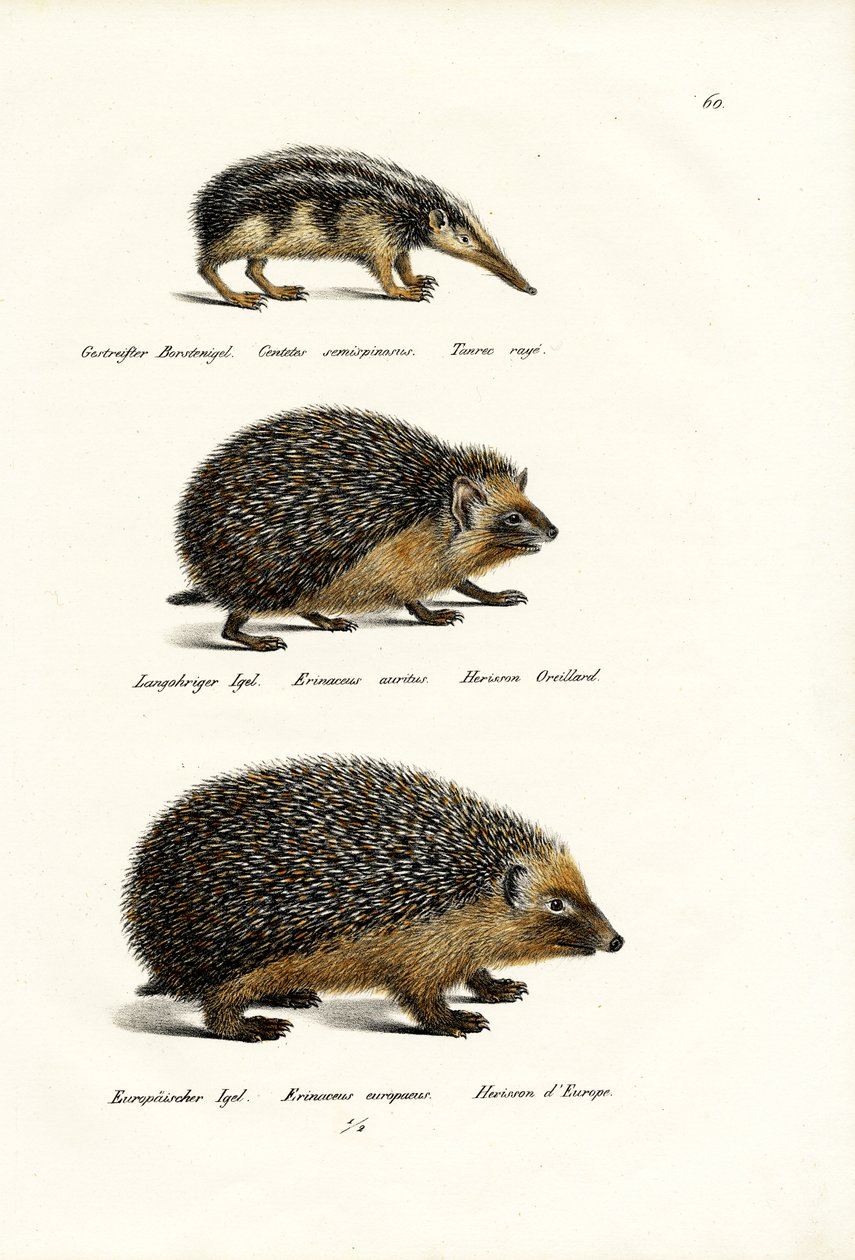 Tenrec sin cola de Karl Joseph Brodtmann