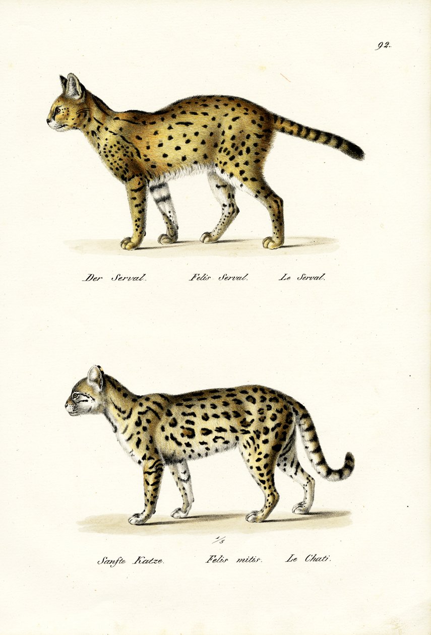Gato tigre, 1824 de Karl Joseph Brodtmann