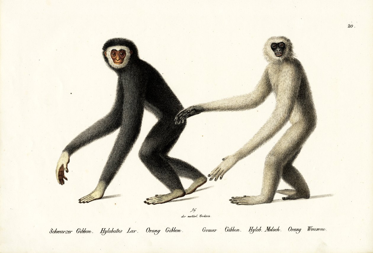 Gibón de manos blancas, 1824 de Karl Joseph Brodtmann