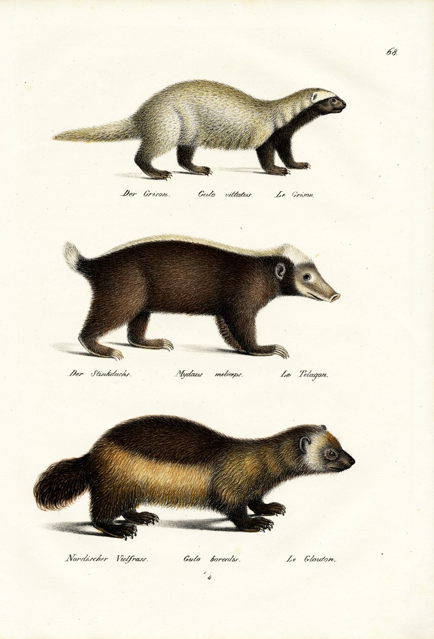 Glotón, 1824 de Karl Joseph Brodtmann