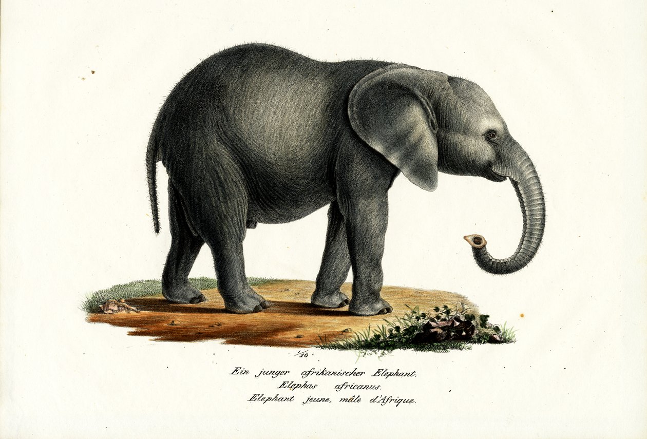 Joven Elefante Africano de Karl Joseph Brodtmann