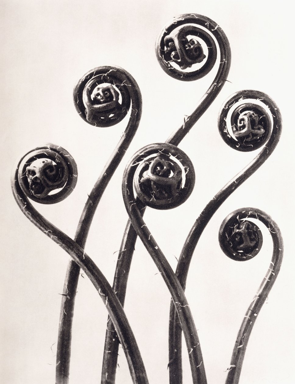 Adiantum Pedatum - Helecho Cabello de Venus Americano, Frondas jóvenes enrolladas ampliadas ocho veces de Karl Blossfeldt