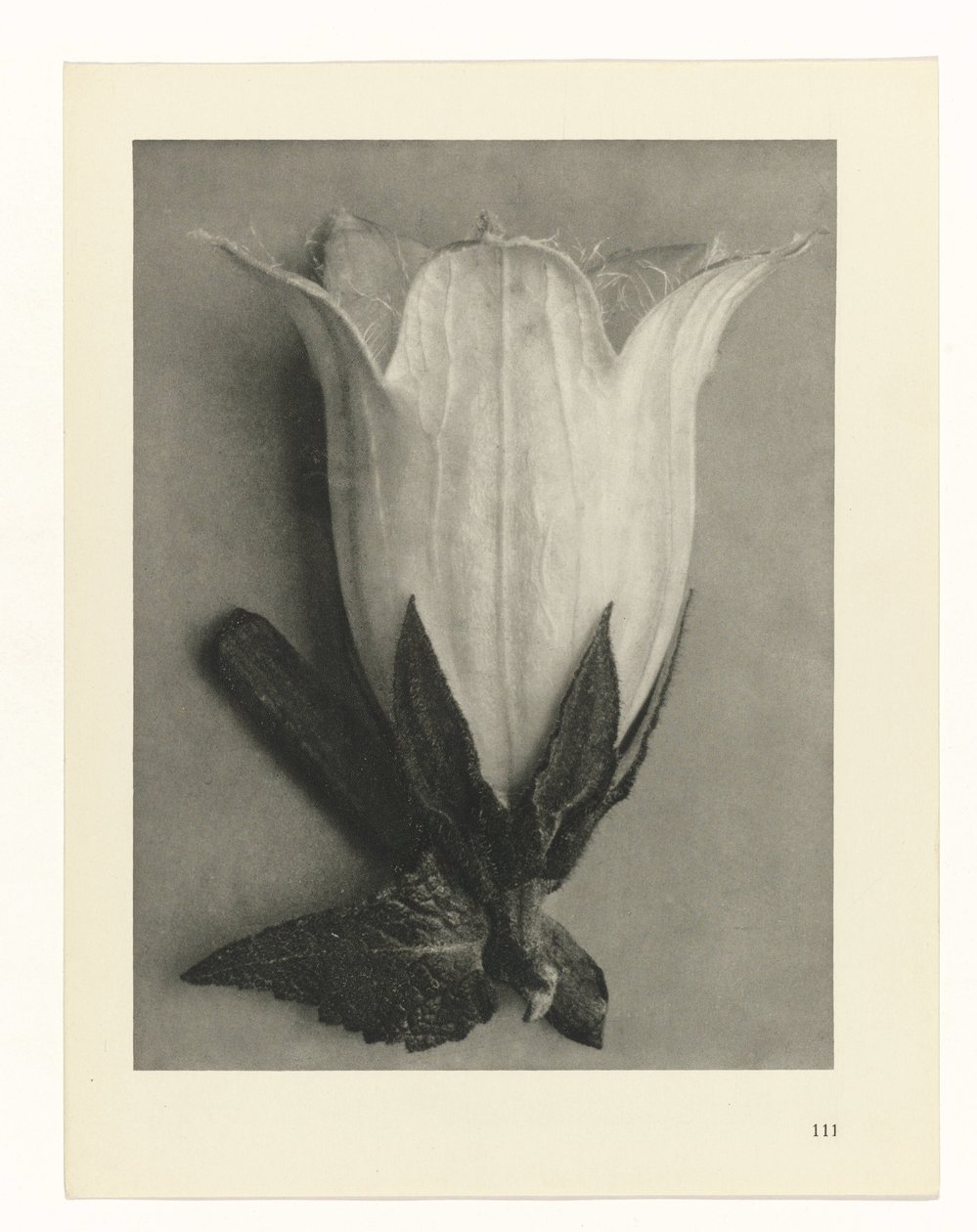 Estudios de plantas Arquetipos del arte: imágenes fotográficas de plantas (título de la serie) de Karl Blossfeldt