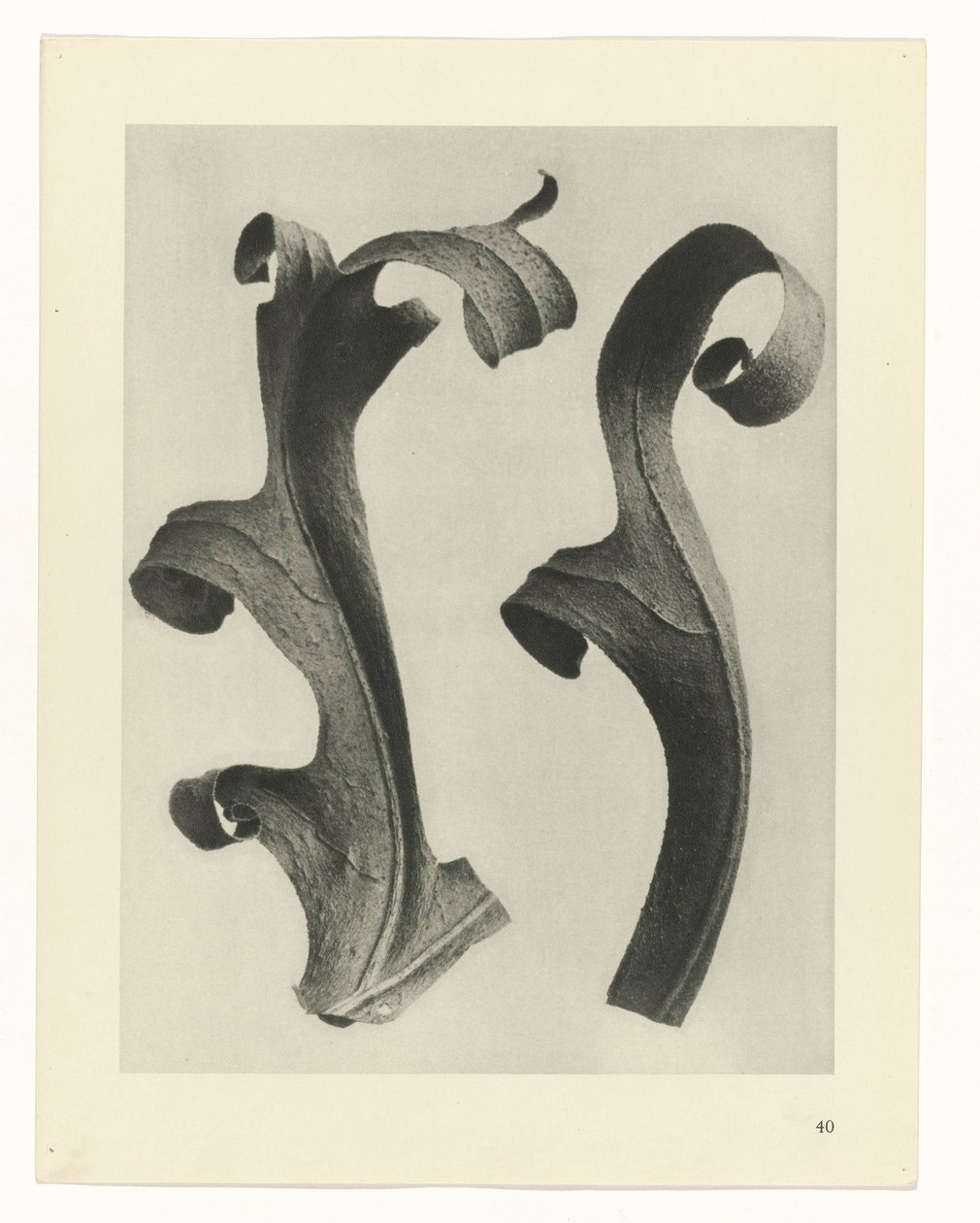 Estudios de plantas Arquetipos del arte: imágenes fotográficas de plantas (título de la serie) de Karl Blossfeldt
