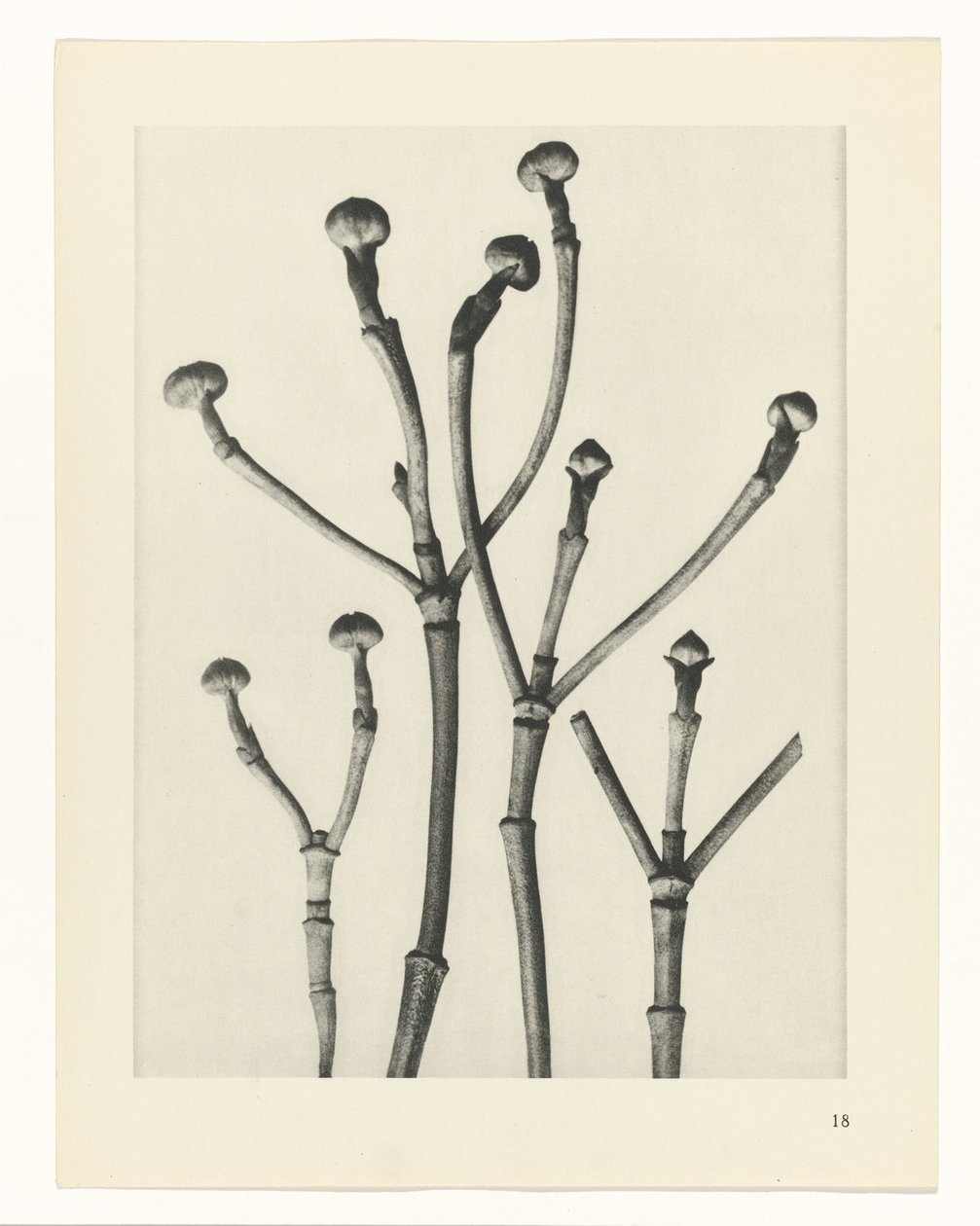 Estudios de plantas Arquetipos del arte: imágenes fotográficas de plantas (título de la serie) de Karl Blossfeldt