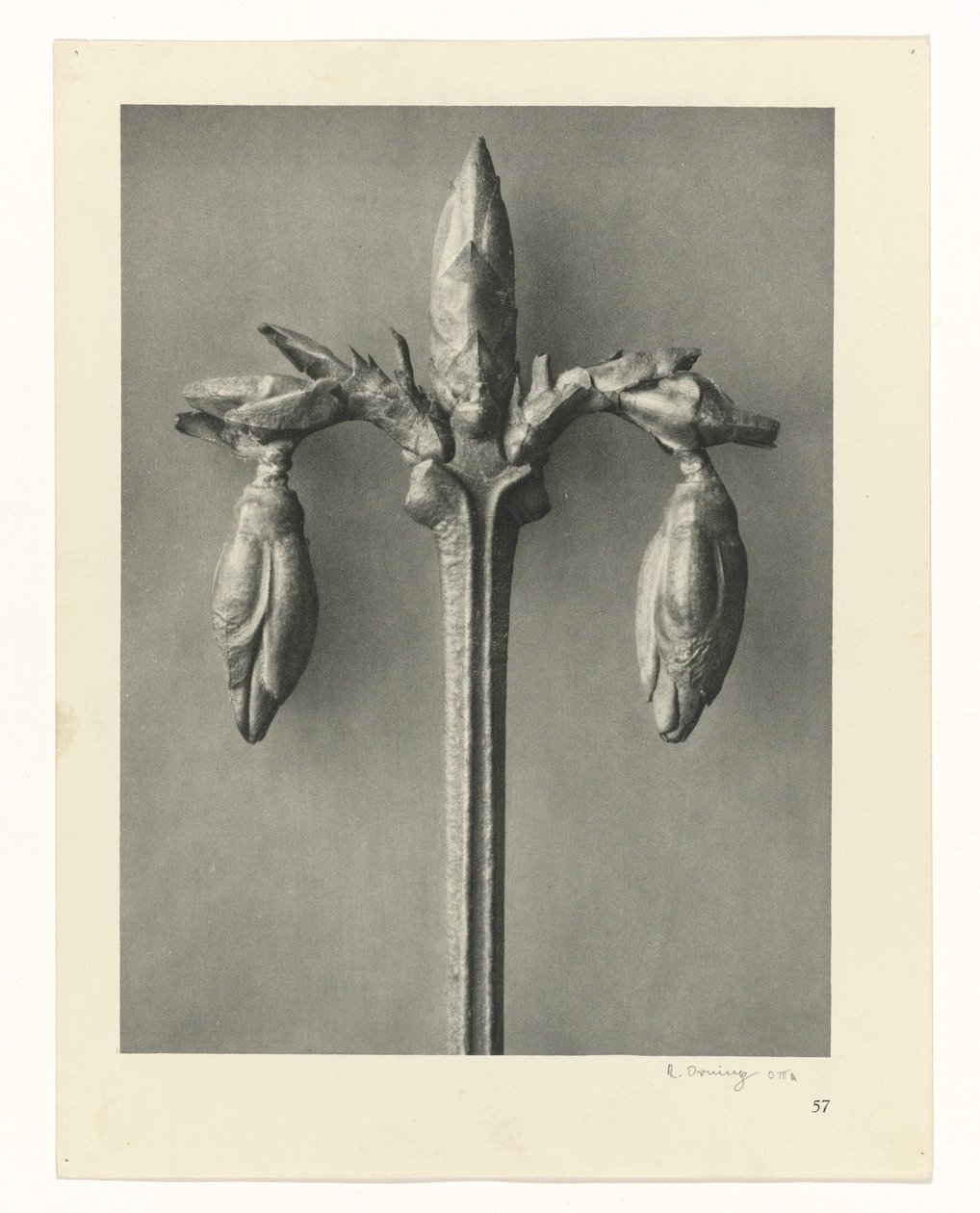 Estudios de plantas Arquetipos del arte: imágenes fotográficas de plantas (título de la serie) de Karl Blossfeldt