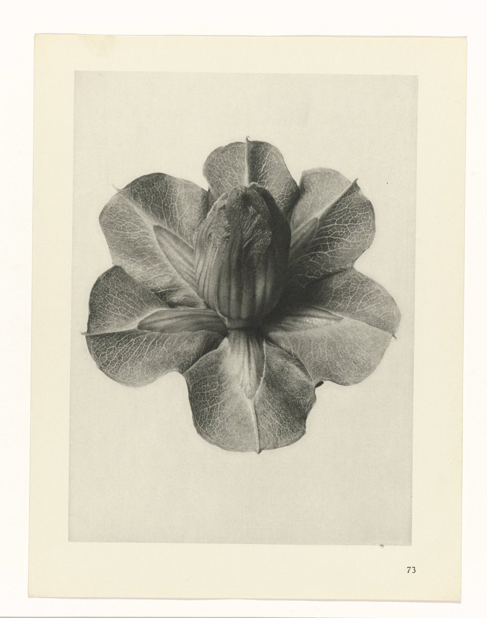 Estudios de plantas Arquetipos del arte: imágenes fotográficas de plantas (título de la serie) de Karl Blossfeldt