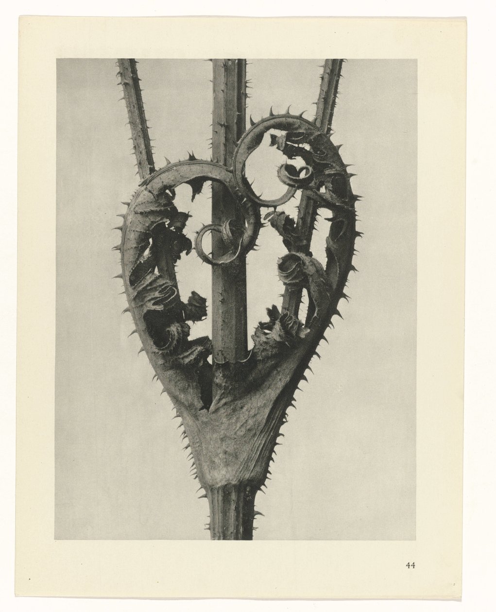 Estudios de plantas Arquetipos del arte: imágenes fotográficas de plantas (título de la serie) de Karl Blossfeldt
