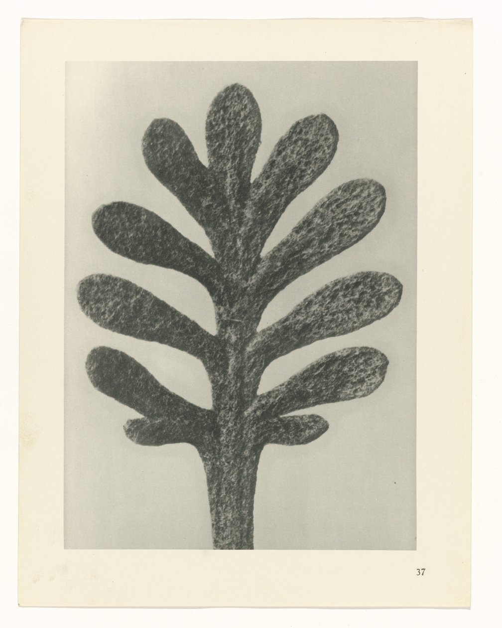 Estudios de plantas Arquetipos del arte: imágenes fotográficas de plantas (título de la serie) de Karl Blossfeldt