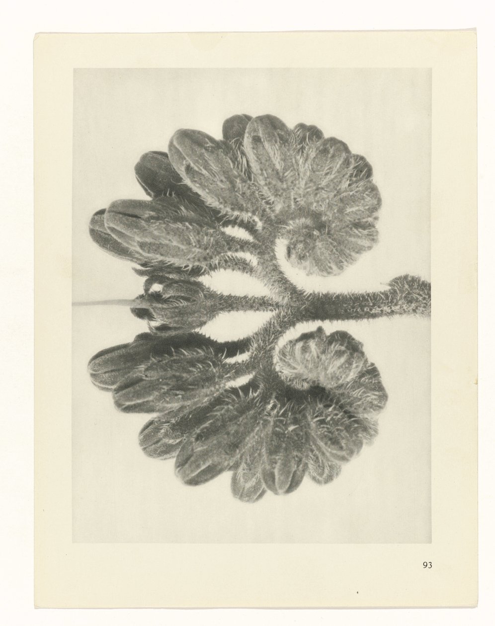 estudio de planos Arquetipos del arte (título de la serie) de Karl Blossfeldt