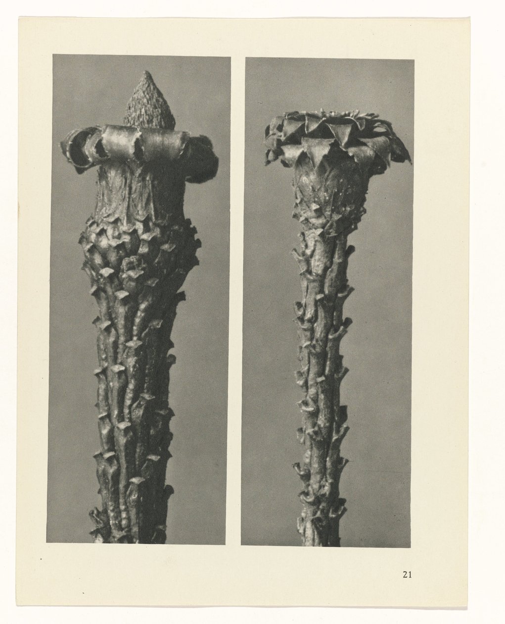 estudio de planos Arquetipos del arte (título de la serie) de Karl Blossfeldt