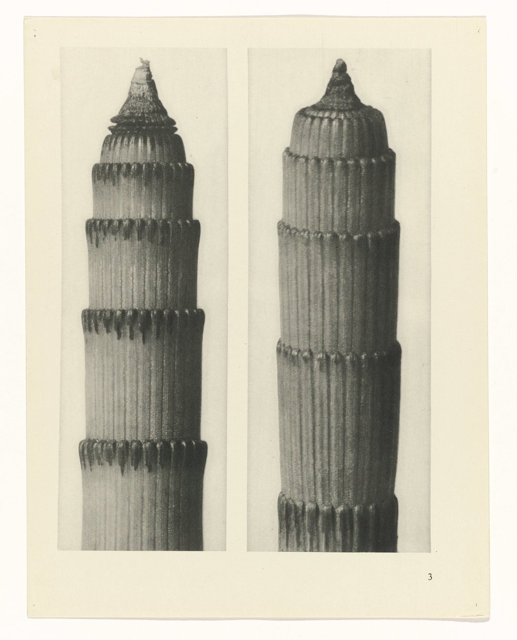 estudio de planos Arquetipos del arte (título de la serie) de Karl Blossfeldt