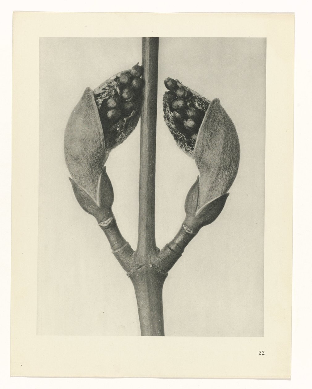 estudio de planos Arquetipos del arte (título de la serie) de Karl Blossfeldt