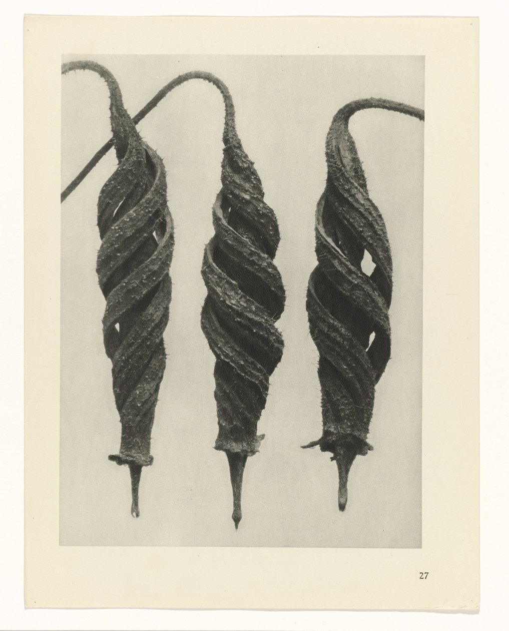 estudio de planos Arquetipos del arte (título de la serie) de Karl Blossfeldt