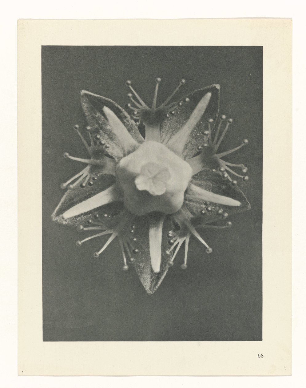 estudio de planos Arquetipos del arte (título de la serie) de Karl Blossfeldt