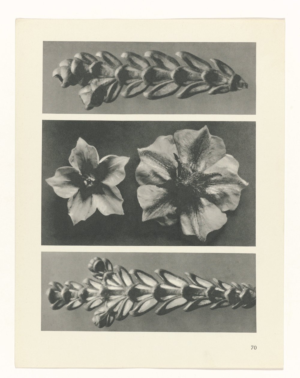 estudio de planos Arquetipos del arte (título de la serie) de Karl Blossfeldt
