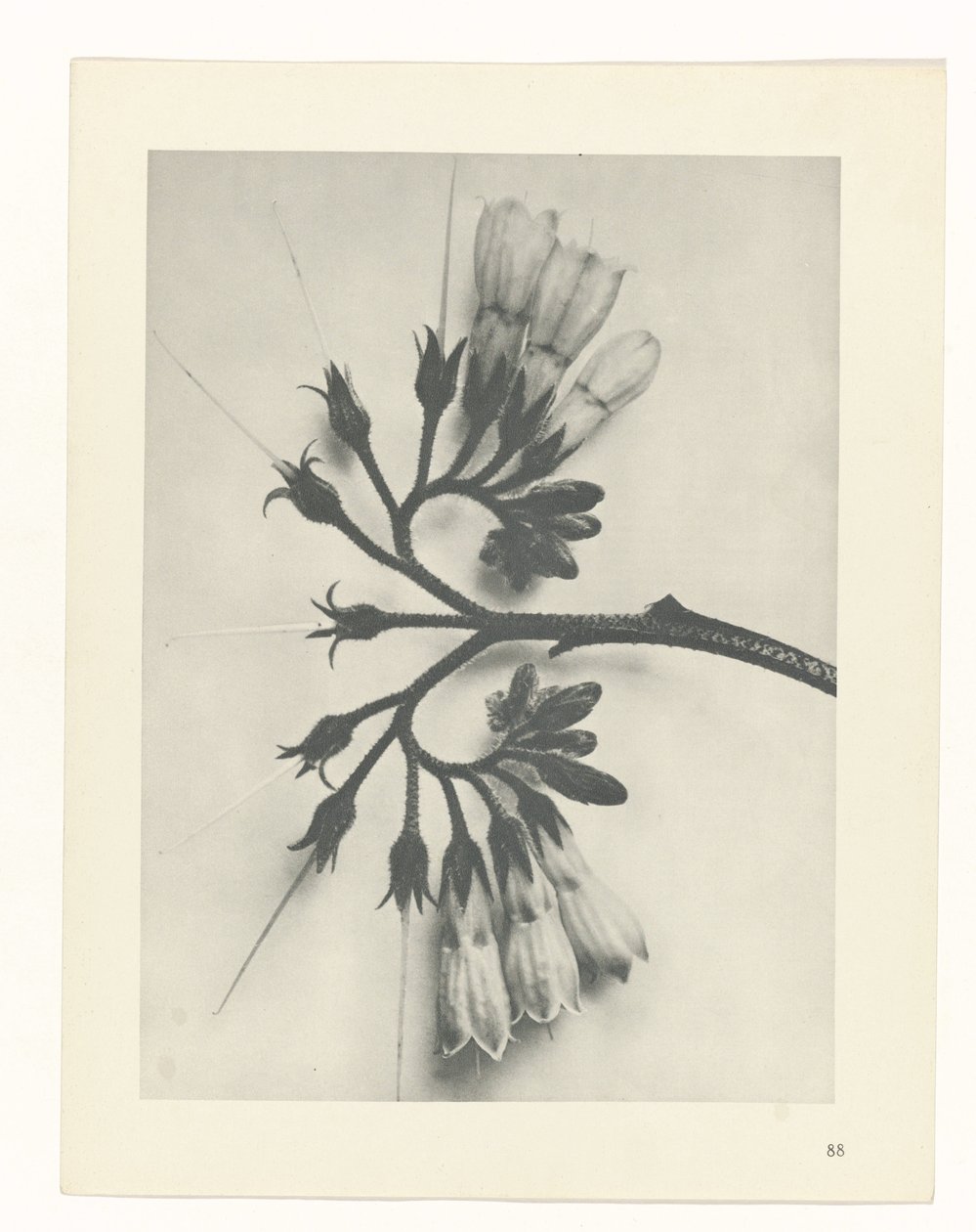 estudio de planos Arquetipos del arte (título de la serie) de Karl Blossfeldt