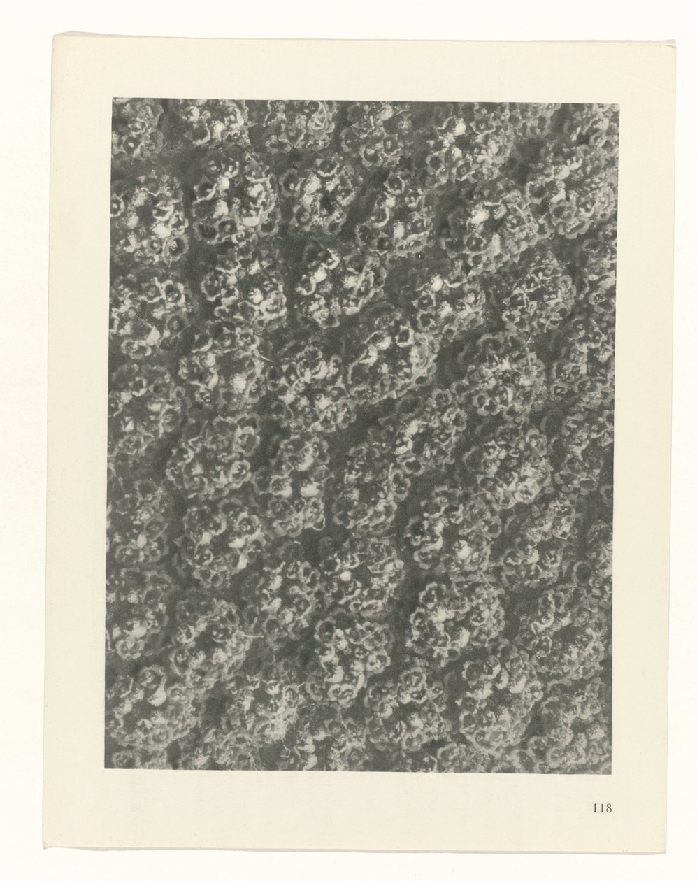 estudio de planos Arquetipos del arte (título de la serie) de Karl Blossfeldt