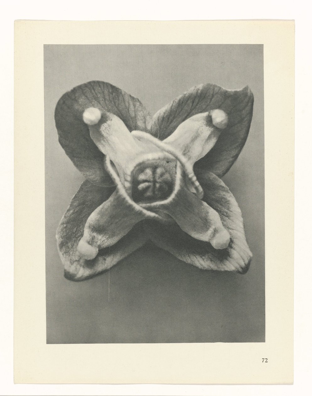 estudio de planos Arquetipos del arte (título de la serie) de Karl Blossfeldt