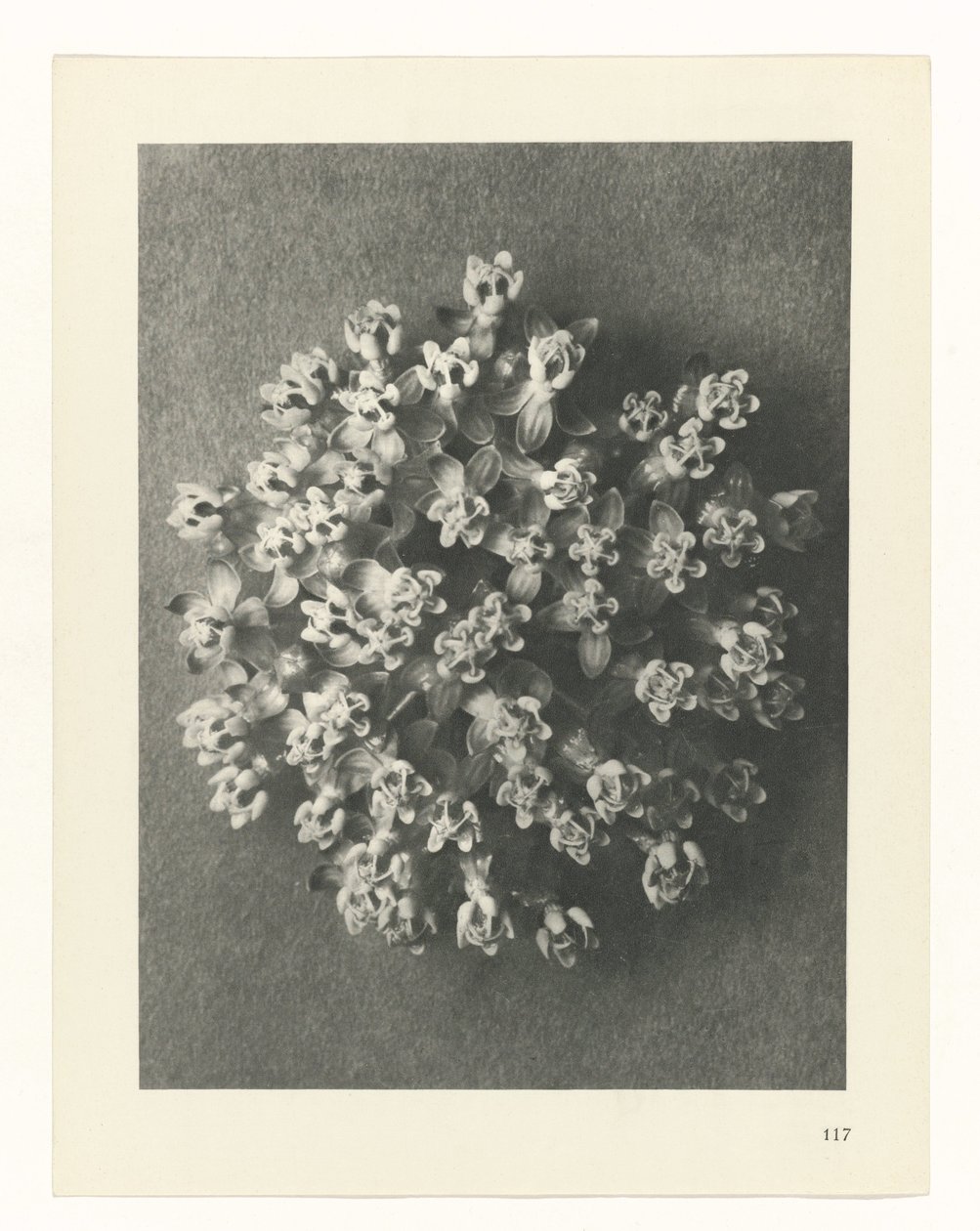 estudio de planos Arquetipos del arte (título de la serie) de Karl Blossfeldt