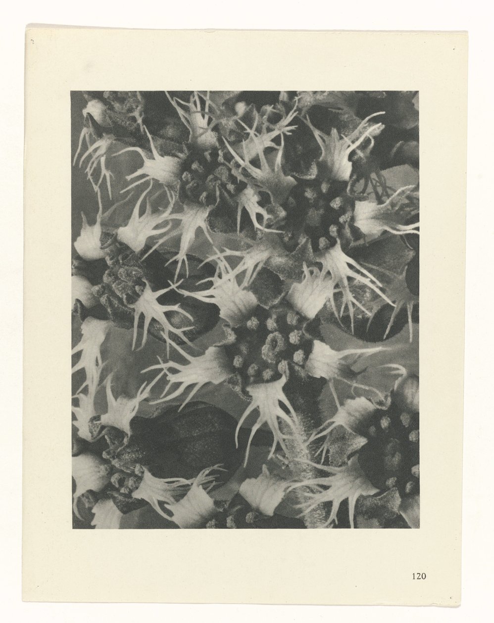estudio de planos Arquetipos del arte (título de la serie) de Karl Blossfeldt