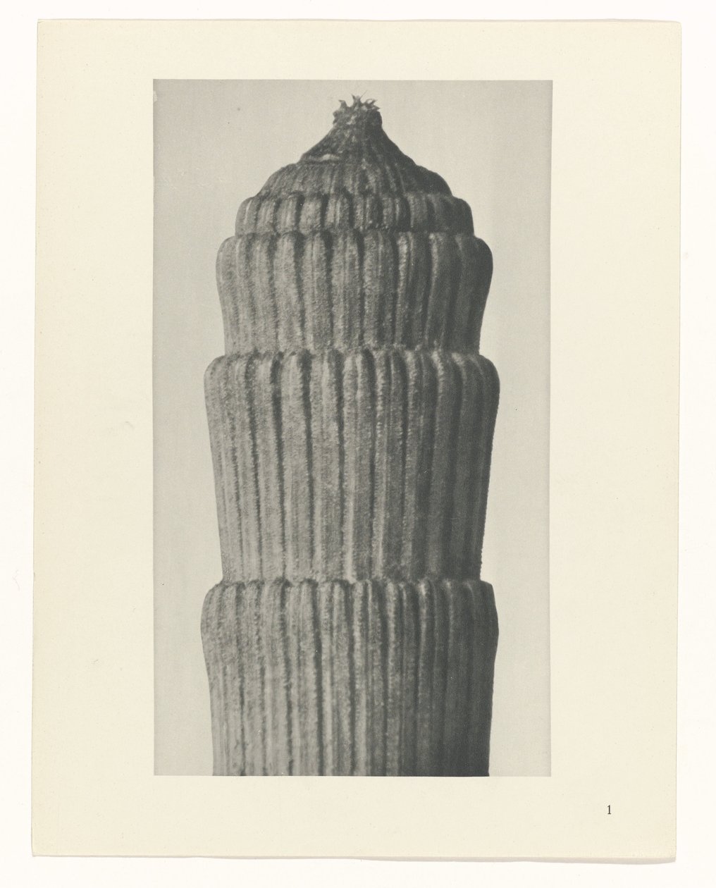 Plan de estudio, Equisetum hiemale Arquetipos del arte (título de la serie) de Karl Blossfeldt
