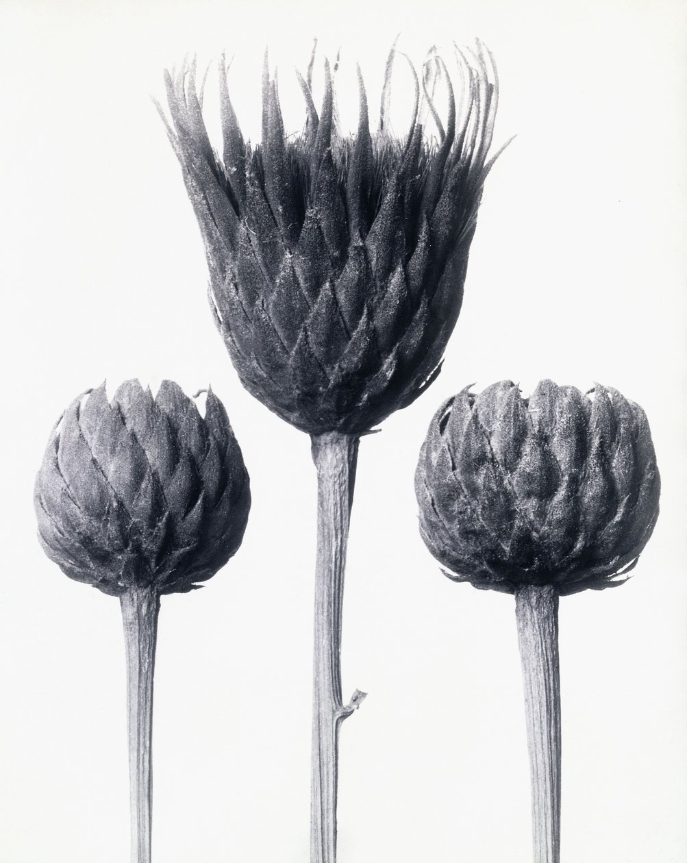 Serratula Nudicaulis (Serratula común de tallo desnudo), c.1928 de Karl Blossfeldt