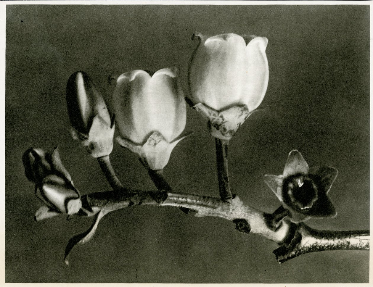 Vaccinium Corymbosum, 1929 de Karl Blossfeldt