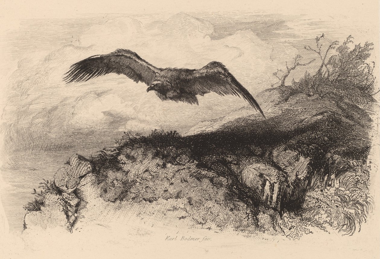 Águila en vuelo de Karl Bodmer