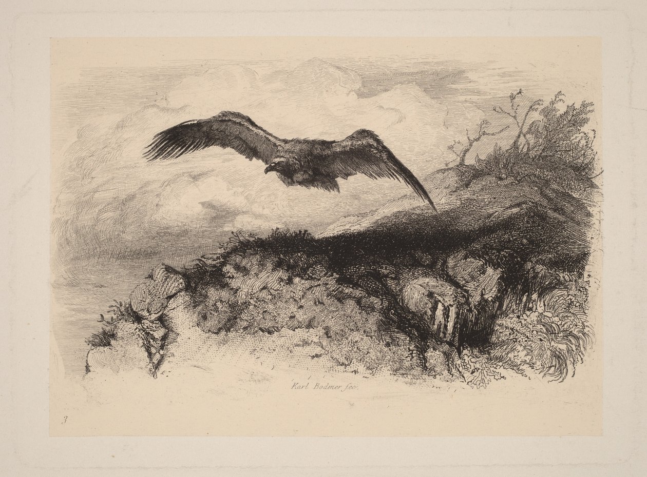 Águila en vuelo de Karl Bodmer