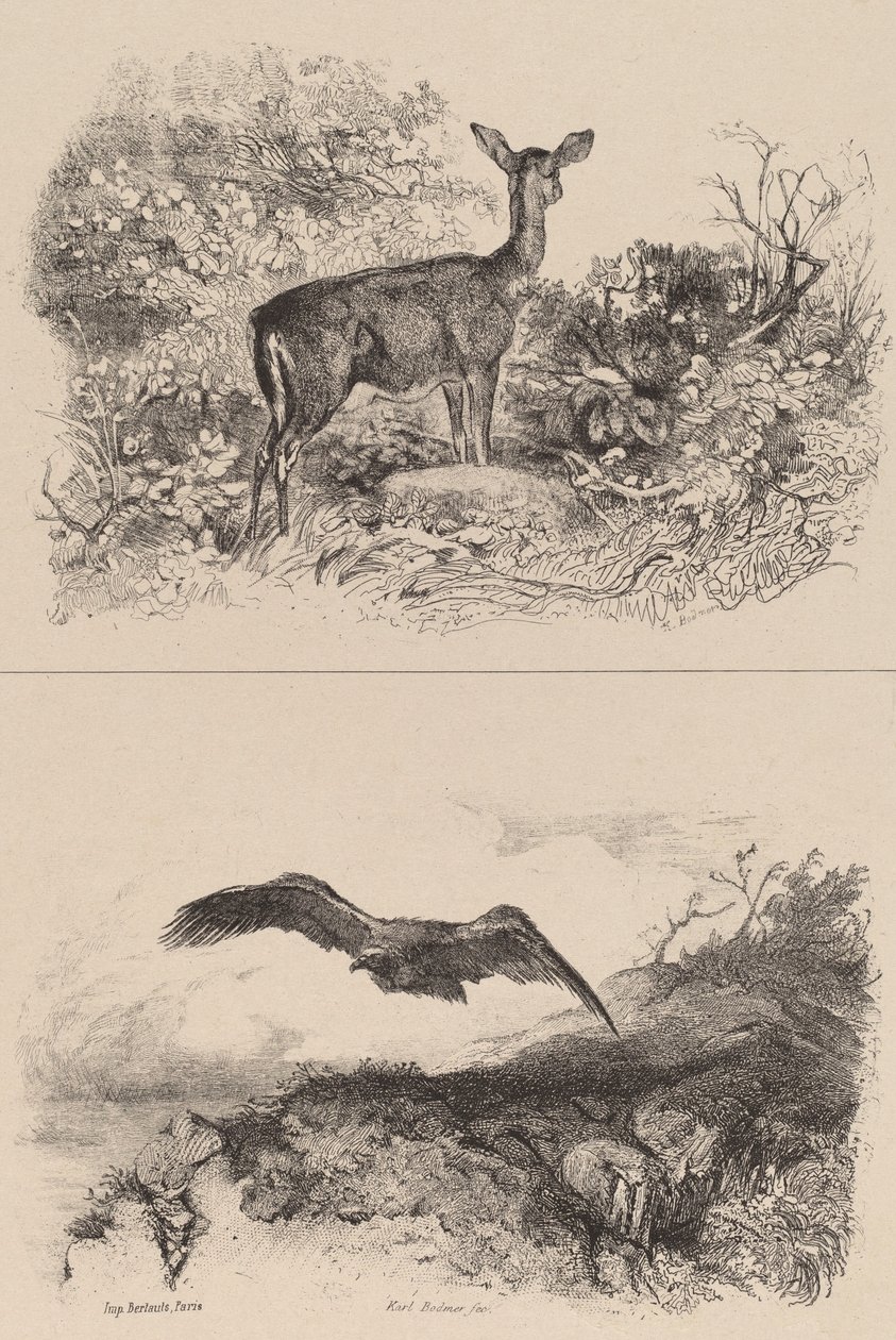 Ciervo, Águila de Karl Bodmer