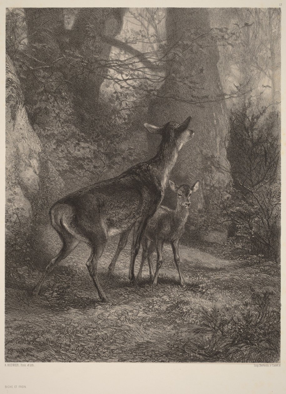 Cierva y cervatillo de Karl Bodmer