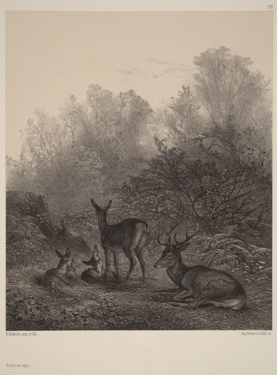 Ciervas en reposo de Karl Bodmer