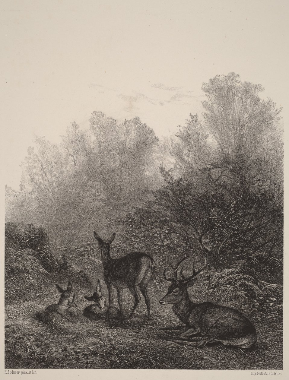 Ciervas en reposo de Karl Bodmer
