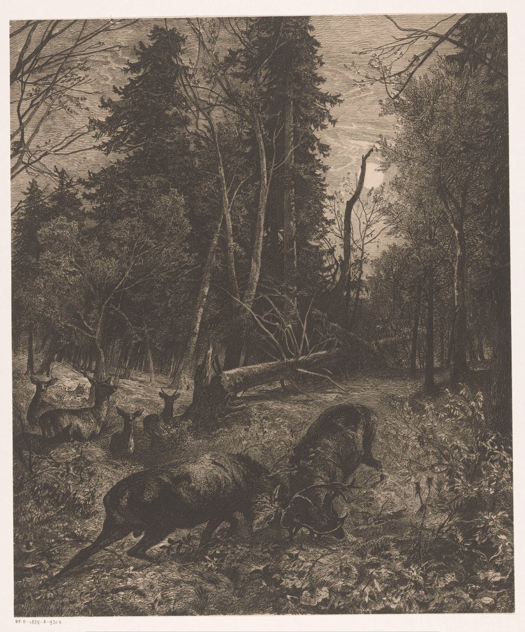 Vista del bosque con dos ciervos peleando de Karl Bodmer