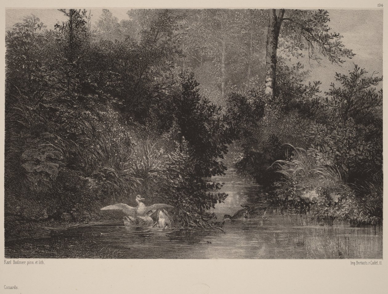 Patos de Karl Bodmer