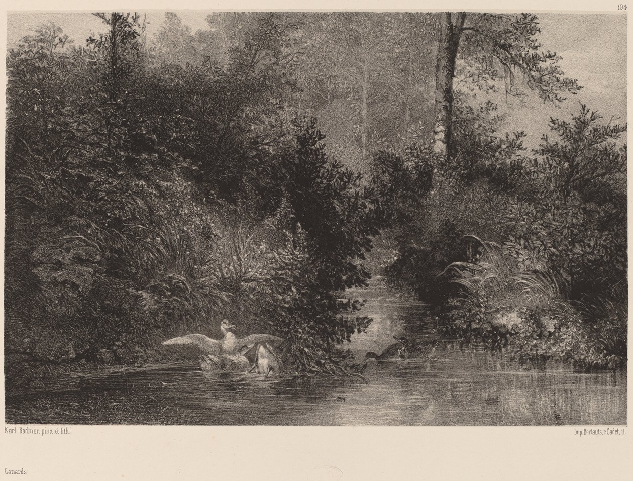 Patos, 1861-1866 de Karl Bodmer