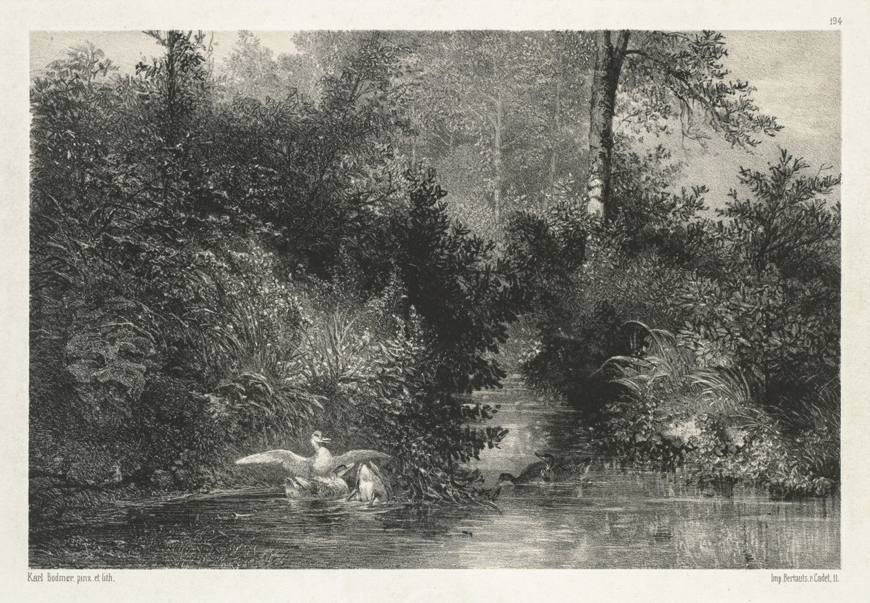 Patos de Karl Bodmer