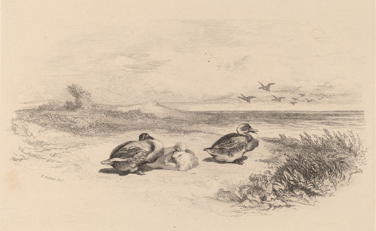 Patos salvajes de Karl Bodmer