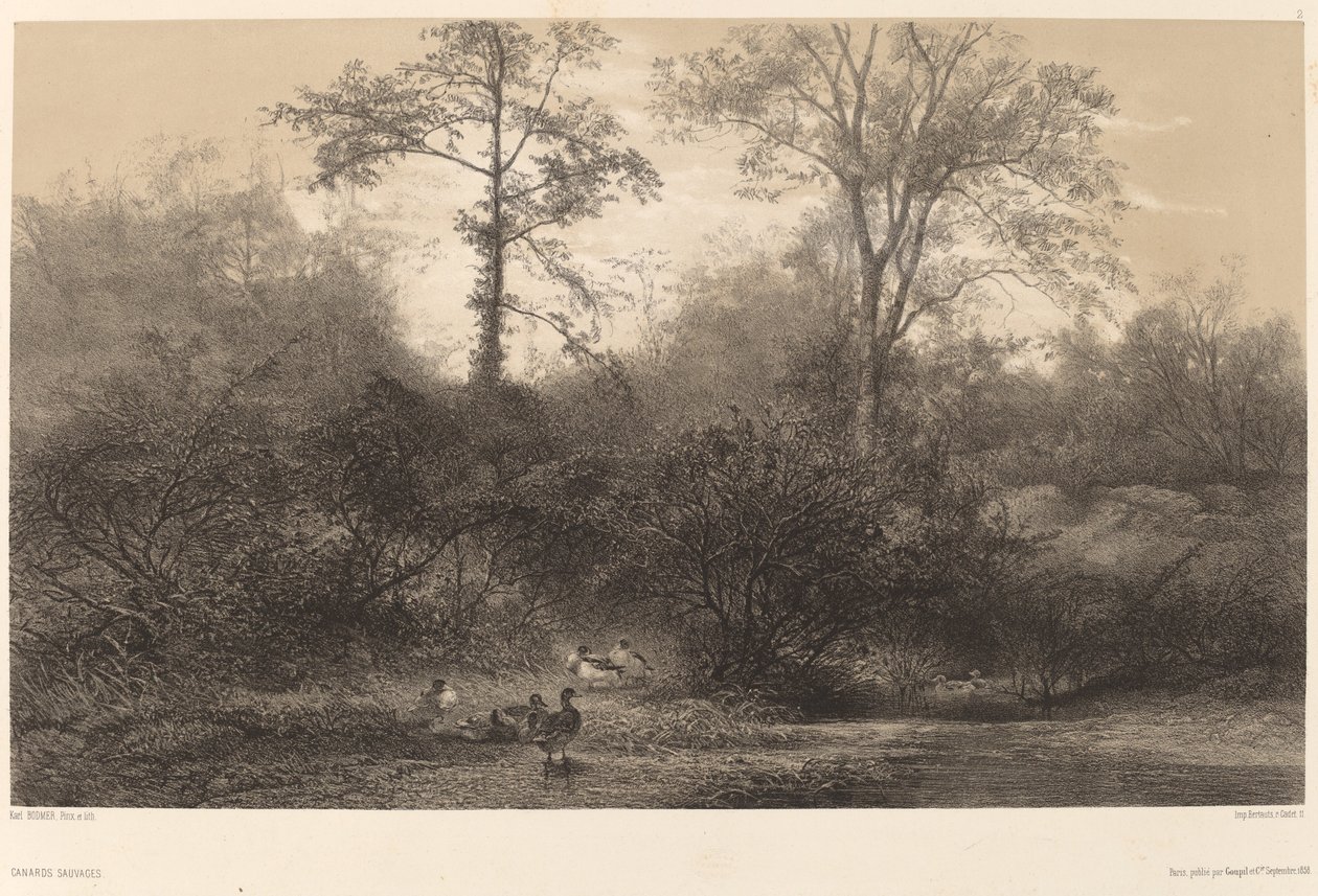 Patos salvajes de Karl Bodmer